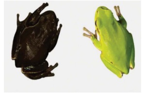 Gradiente de color de la rana Hyla orientalis. A la izquierda, un ejemplar capturado en Chernóbil dentro de la zona de alta contaminación. Imagen: CC-by-Germán Orizaola/Pablo Burraco